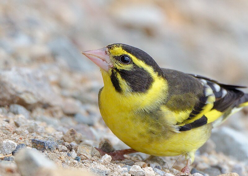 Yellow-breasted Greenfinch (Chloris spinoides) photo