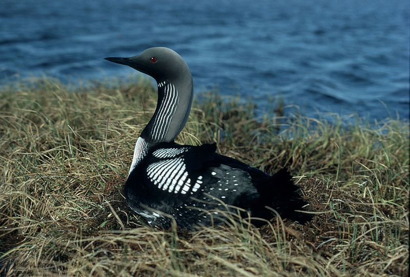 Arctic Loon (Gavia arctica) photo