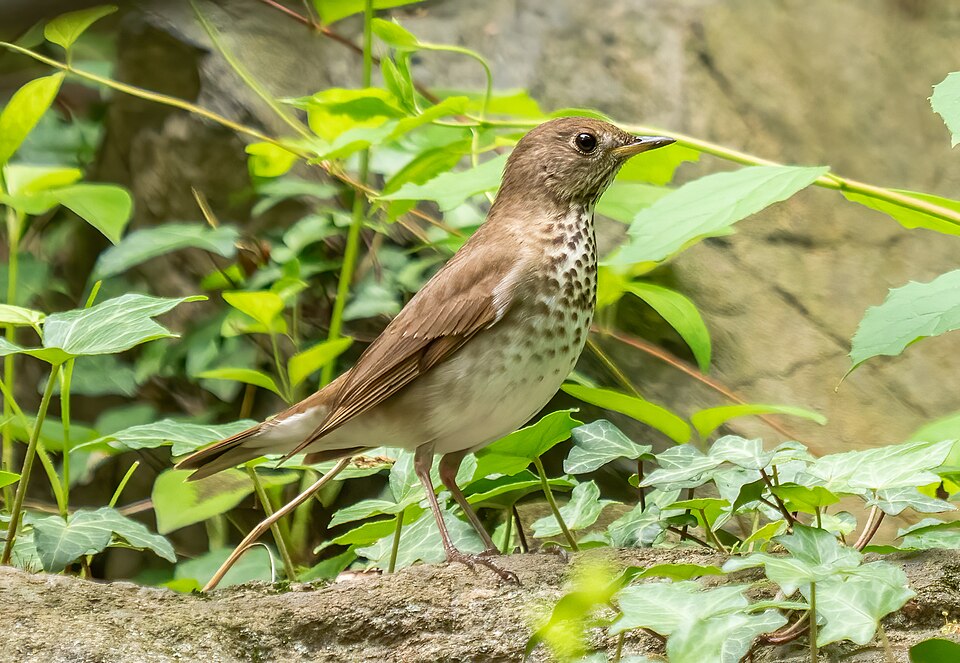 Gray-cheeked Thrush (Catharus minimus)