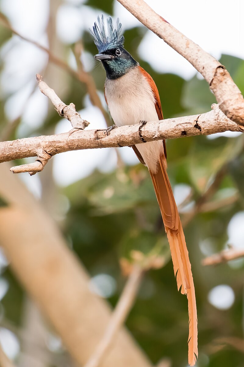 Indian Paradise-Flycatcher (Terpsiphone paradisi) photo
