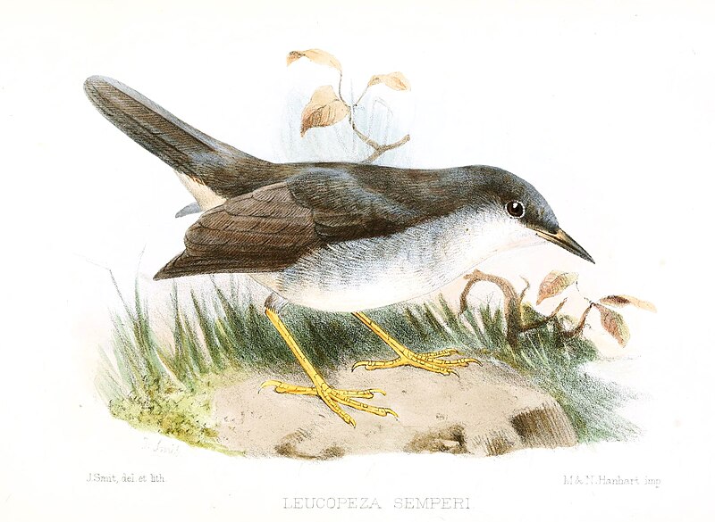 Semper's Warbler (Leucopeza semperi) photo