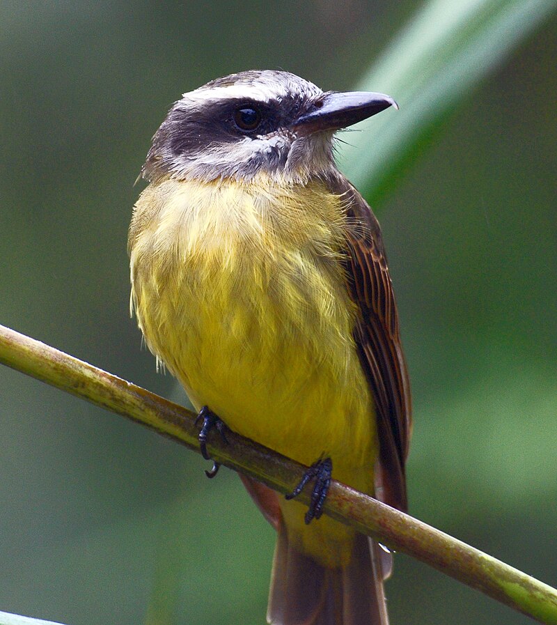 Golden-crowned Flycatcher (Myiodynastes chrysocephalus) photo