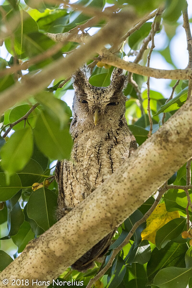 Pacific Screech-Owl (Megascops cooperi) photo