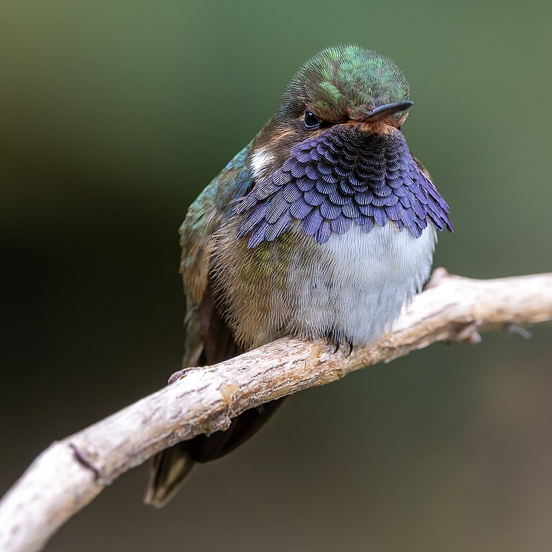Volcano Hummingbird (Selasphorus flammula) photo