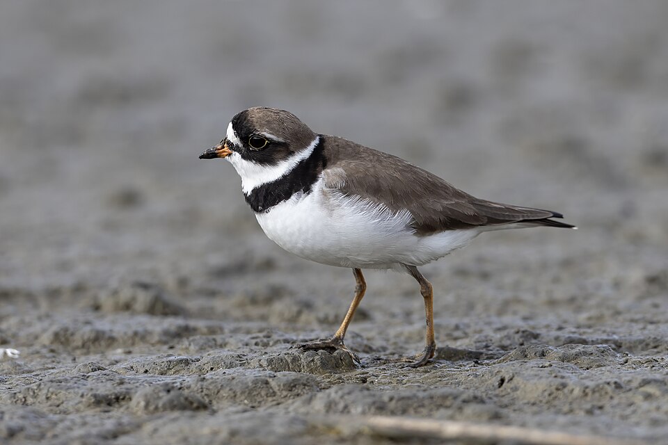Semipalmated Plover (Charadrius semipalmatus)