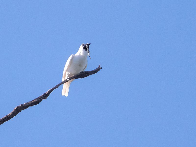 White Bellbird (Procnias albus) photo