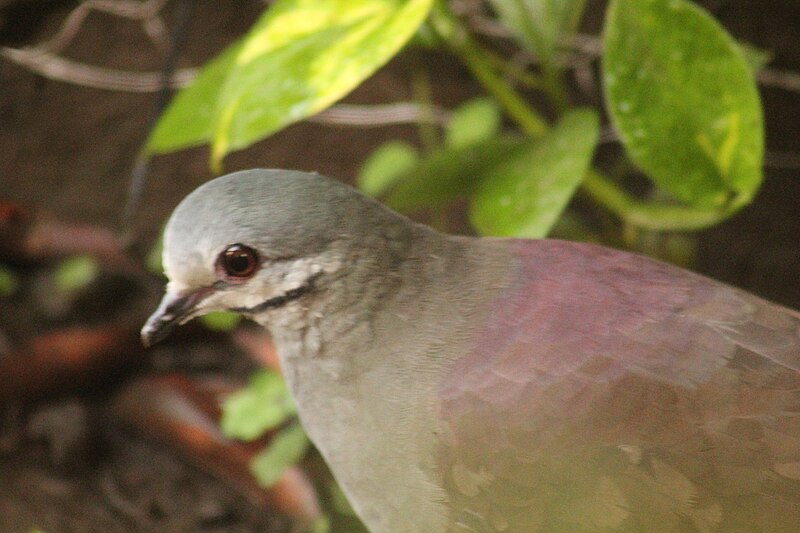 Tuxtla Quail-Dove (Zentrygon carrikeri) photo