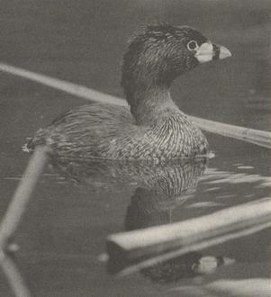 Atitlan Grebe (Podilymbus gigas) photo