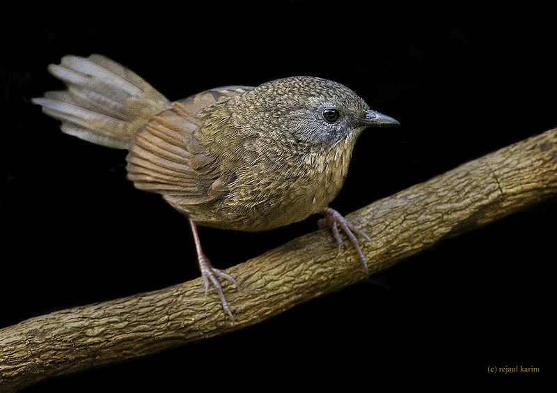 Tawny-breasted Wren-Babbler (Spelaeornis longicaudatus) photo