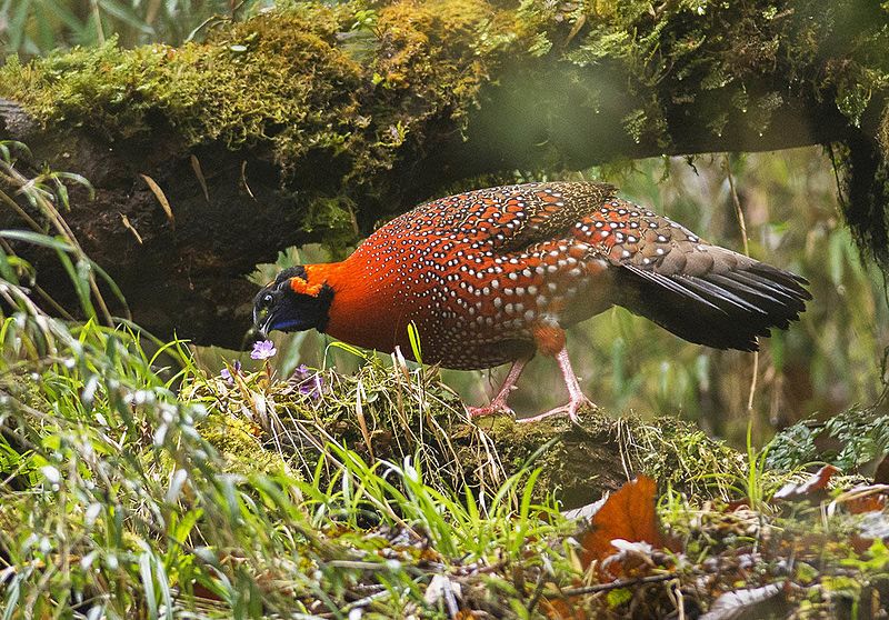 Satyr Tragopan (Tragopan satyra) photo